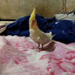 Никита Какула