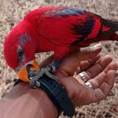 Visham Mohamed