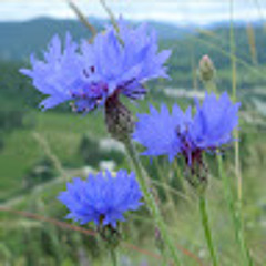 eloise bluebottle