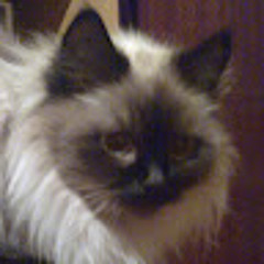 Лола Волчева