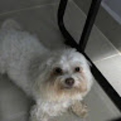 bruno