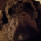 Balu