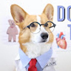 Doctor Corgi