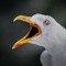 Sadistic Seagull