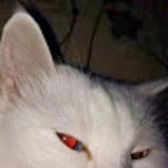 Eduardoalvesdasilva050