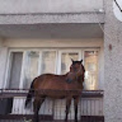 Juan The Horse