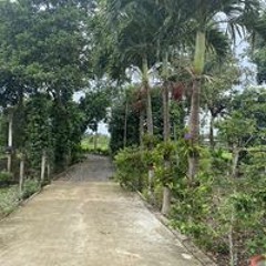 Long Bui