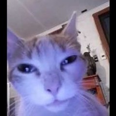 Josecarlos Ramirez Zelaya