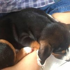 Đăng Khoa Võ Đặng