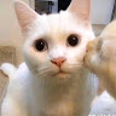 Xuan An Thich Nghe Nhac