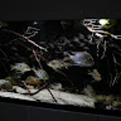 Südamerika AquaristikTV