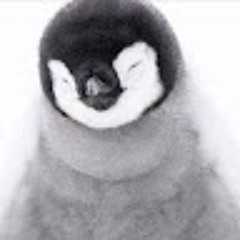 penguin larco