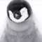 penguin larco