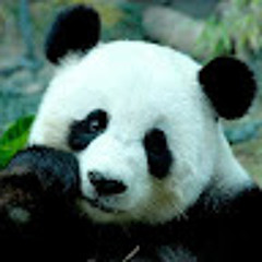 Phương Thảo Trần Lê