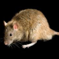 Rat