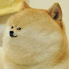 Dogi The dog