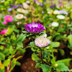 ⟭⟬ Jisha