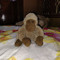 Shashank