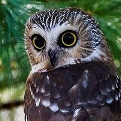 Силвия Генчева