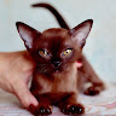 Шершуля Фольксваген