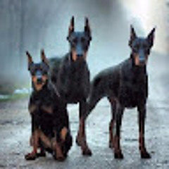 DOBERMAN