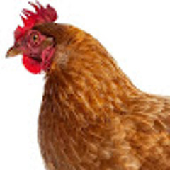 MRCHOICKEN