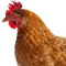MRCHOICKEN