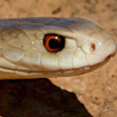 TaipaN