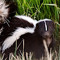 Skunk Man