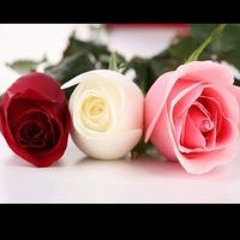 غادة النعمانى