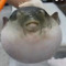 sklttle