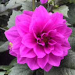 Rose Ana