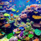 Coral Reef