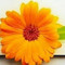 Shubh Pandey