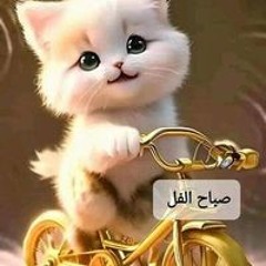 نور محمد