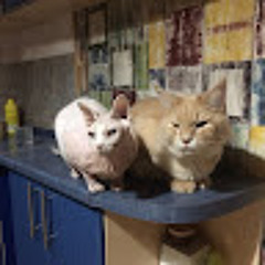 Сёма канадский сфинкс