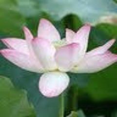 Le Khanh