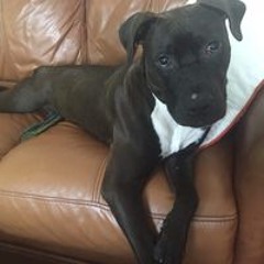 Finn PuppySaurus Henley