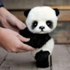 Mr. panda like's cookie's