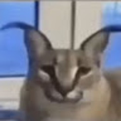 حمودي القلب