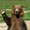 Brown Bear