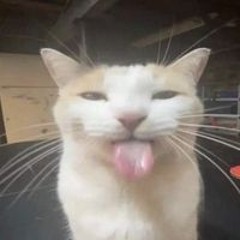 svssy