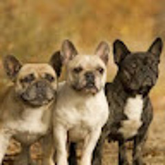 Пушистик Александрик