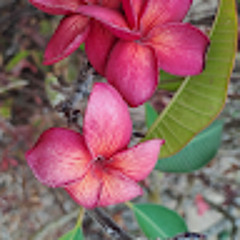 waiafclicity81@gmail.com