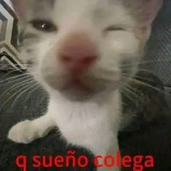 Valencia Adf Tmg