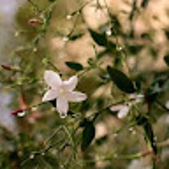 tsneem jad