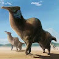 Camel Games