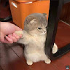 chary