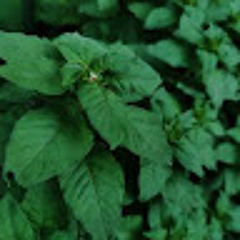 Настя Назарова