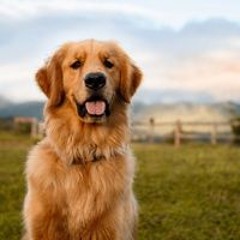 བསྟན་ཛིན་ ཆོས་གྲགས།